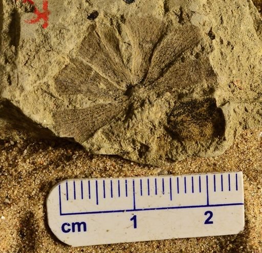 Sphenophyllum sp.