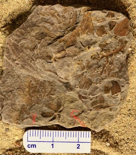 Sphenophyllum sp.