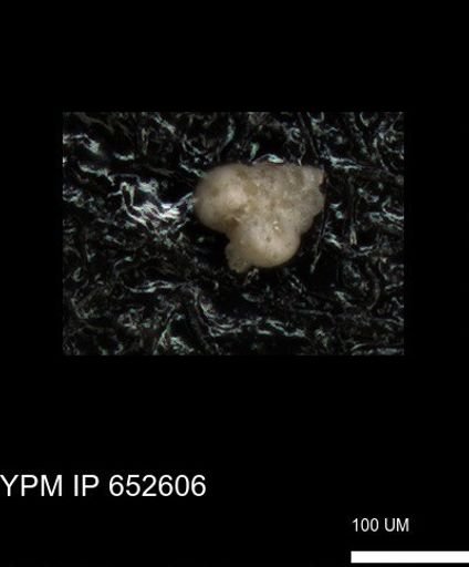undet. Foraminiferida