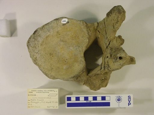 Proboscidea