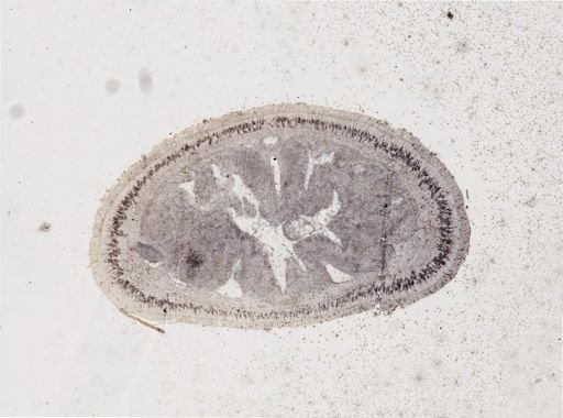 Lineus viridis