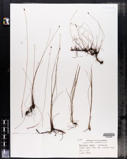 Eleocharis tenuis