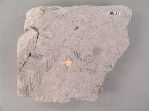 Zamites occidentalis