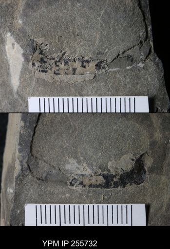Pterygotidae