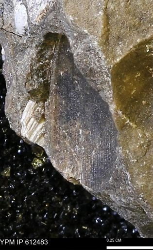 undet. Bivalvia