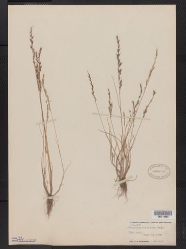 Vulpia octoflora