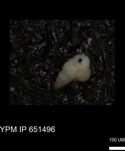 undet. Heterohelicidae