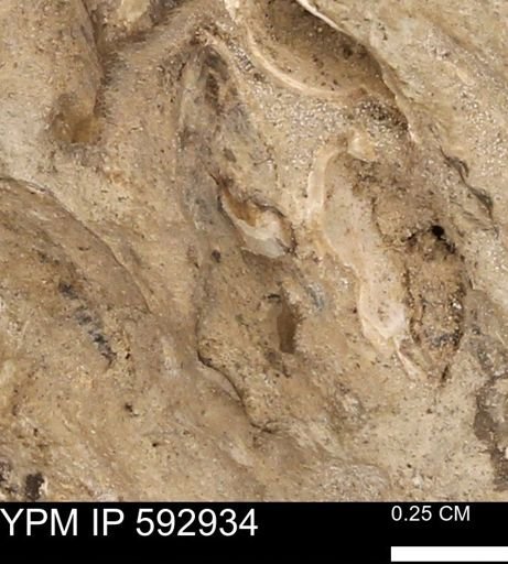 undet. Mollusca
