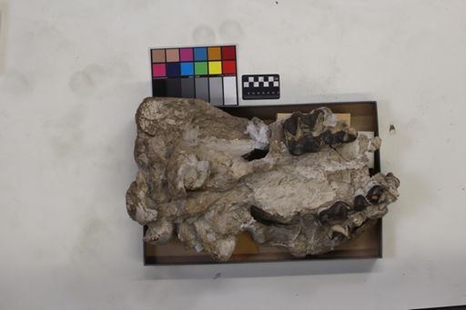 Brontotheriidae