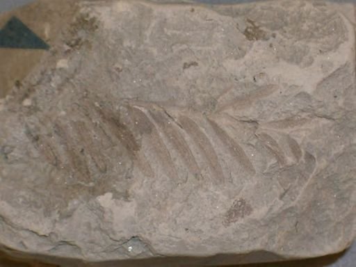 Sequoia heterophylla