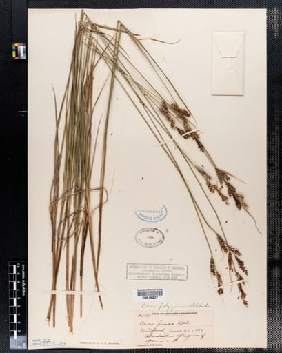 Carex polygama