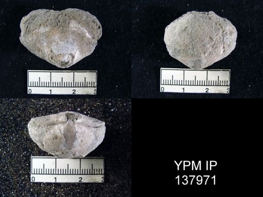 Athyris capillata