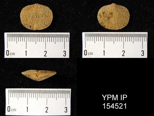 Dalmanella testudinaria