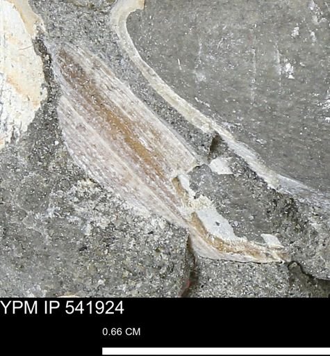 Limopsis striatopunctatus