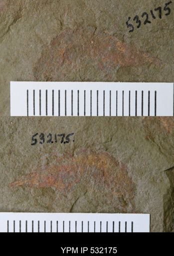 Thelxiope sp.