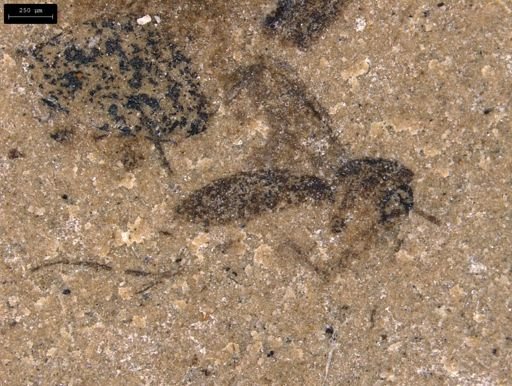 taxon undetermined