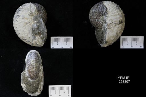 Discoscaphites sp.
