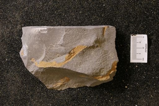 Bryozoa?