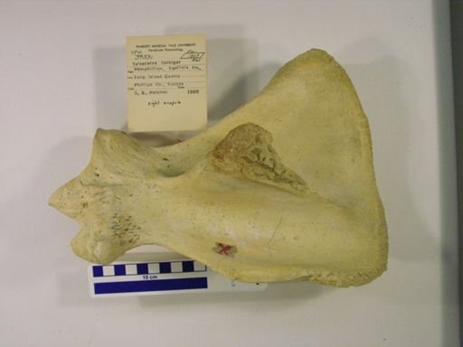 Teleoceras fossiger