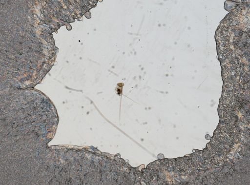 Filinia longiseta
