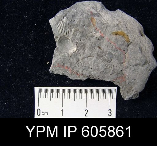 Hustedia mormoni