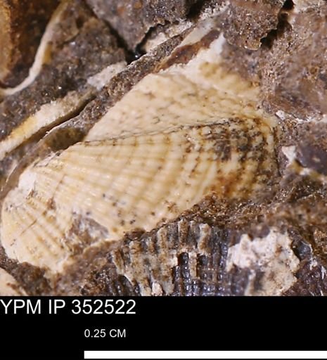 Parallelodon (Cosmetodon) sulcatinus