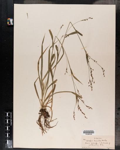 Scirpus lineatus