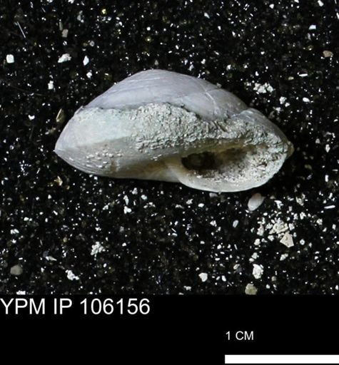 Poecilozonites bermudensis zonatus