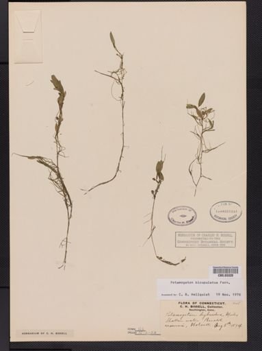 Potamogeton bicupulatus