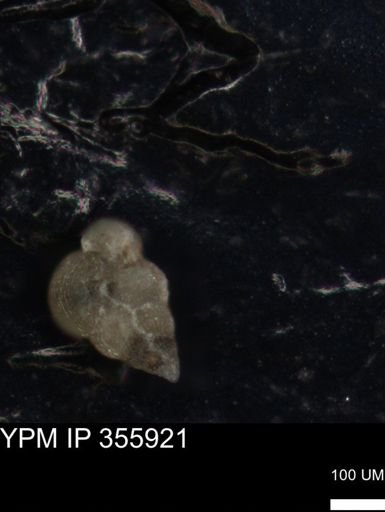undet. Foraminiferida