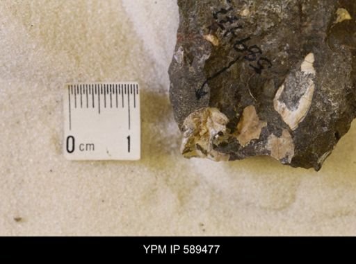 undet. Scaphitidae