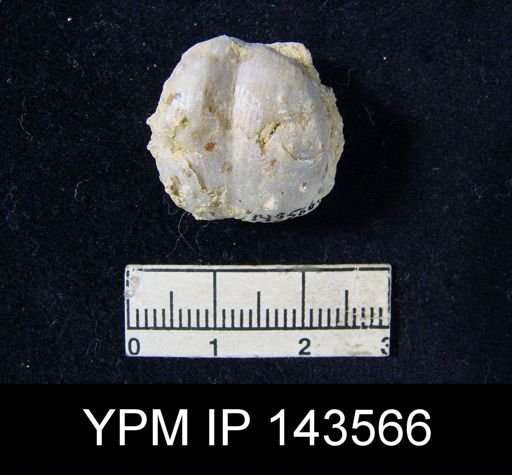 Marginifera typica