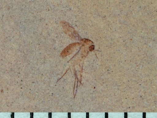 undet. Mycetophilidae