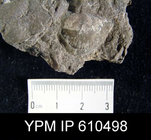Stropheodonta inaequistriata
