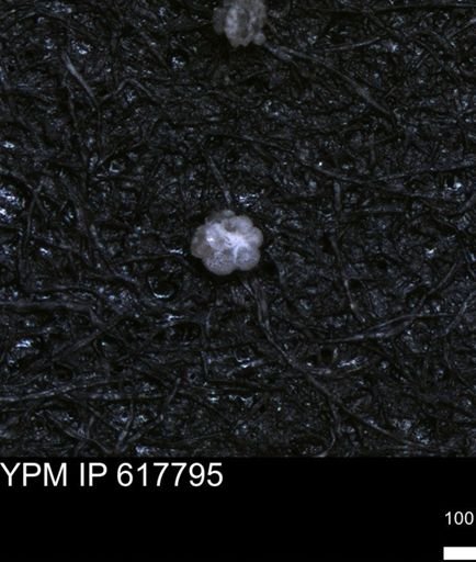 undet. Rugoglobigerinidae