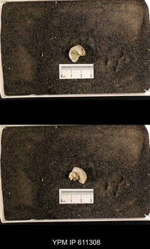 Lophospira oweni