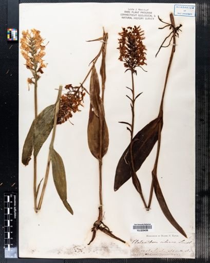 Platanthera ciliaris