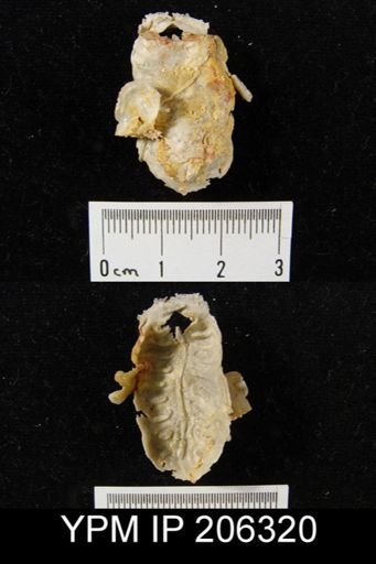 Leptodus sp.