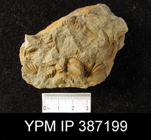 undet. Rhynchonellida