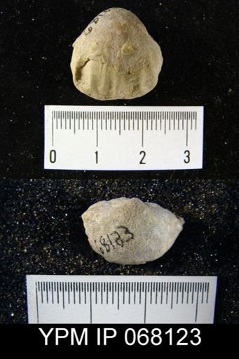 Gypidula roemeri simplex
