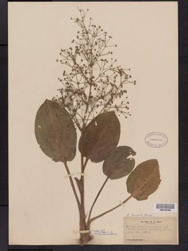 Alisma plantago-aquatica