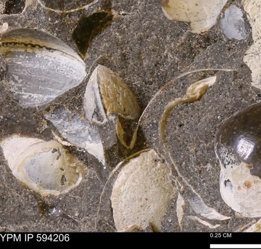 Limopsis? striatopunctatus