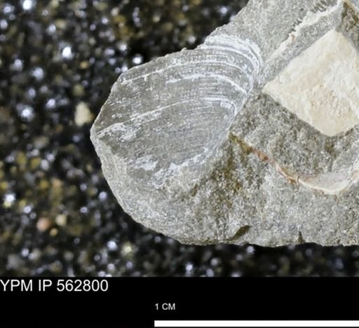 Limopsis sp.