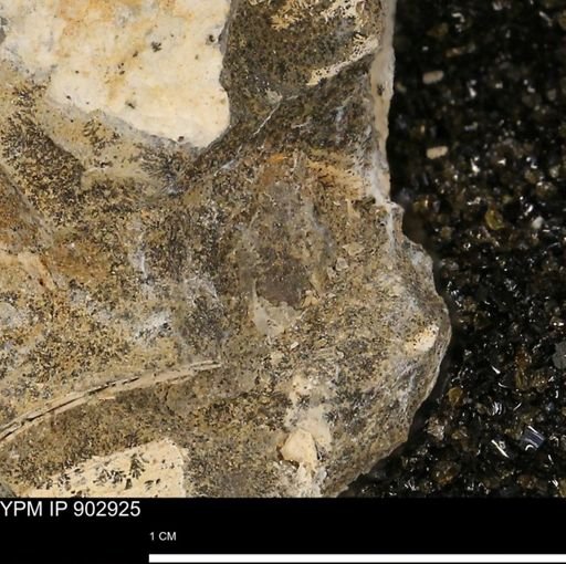 undet. Mollusca
