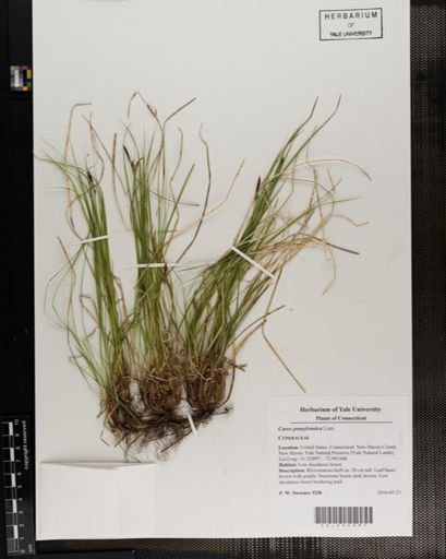 Carex pensylvanica