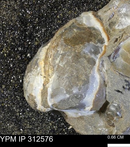 undet. Bivalvia