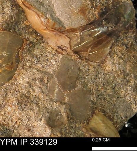 undet. Bivalvia