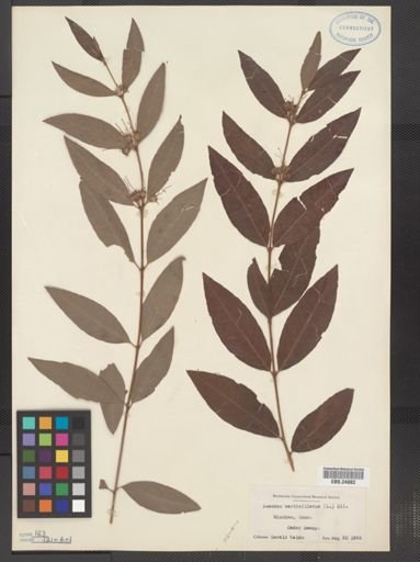 Decodon verticillatus