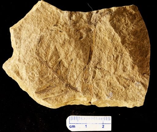 Aspidium monocarpum