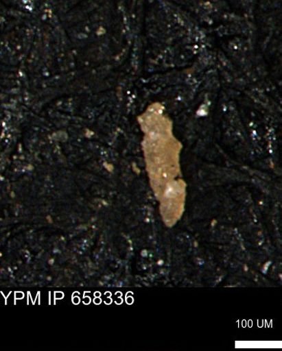 Verneuilinoides kansasensis